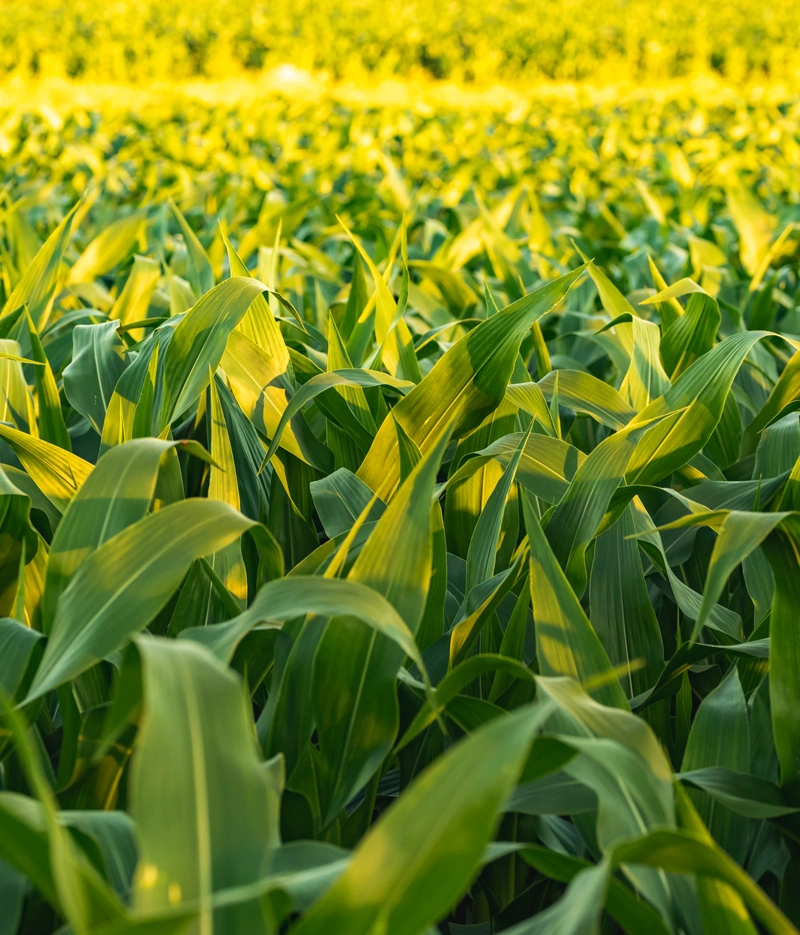 Foto di un campo di mais sotto il sole